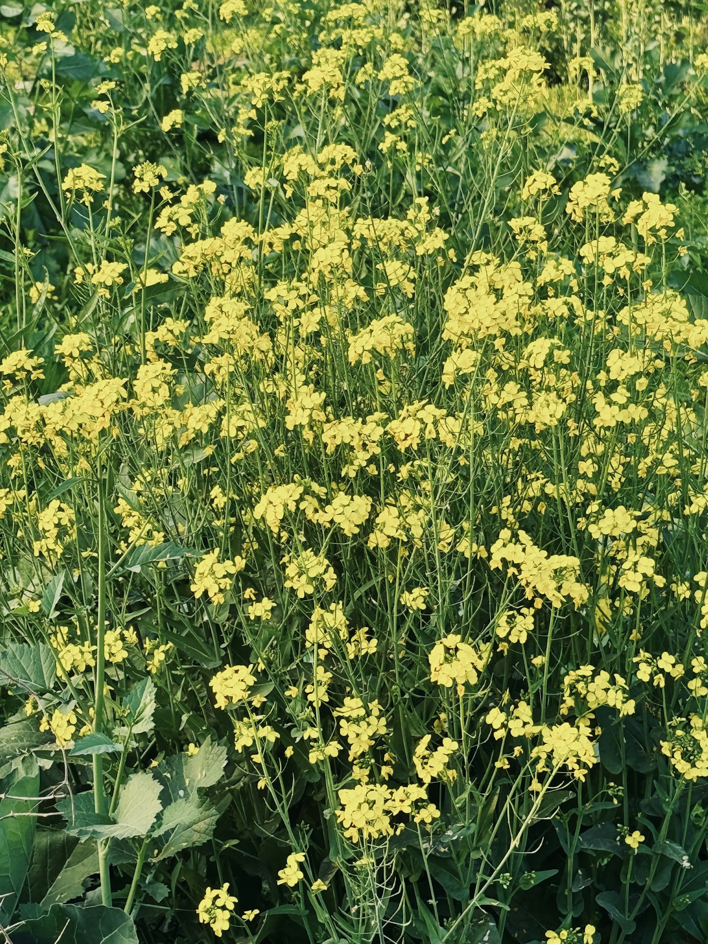 Illustration de la filière Agronomie